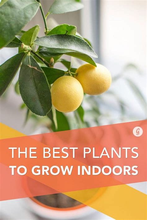 Best Of Home And Garden The Best Edible Plants You Can Grow Indoors