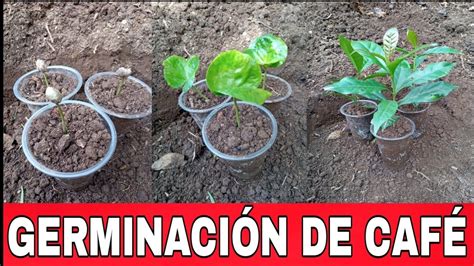 cómo germinar granos de café rápido fácil rápido y sencillo YouTube