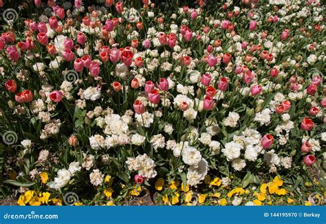 Flores Coloridas Surpreendentes Da Mola Na Natureza Foto De Stock