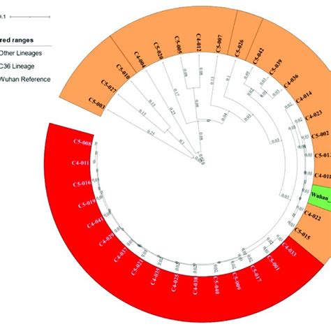 Phylogenetic Tree For The 35 Samples Revealing The C36 Clade And Its