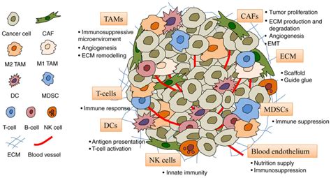 Tumor Microenvironment And Immune Evasion In Head And Neck