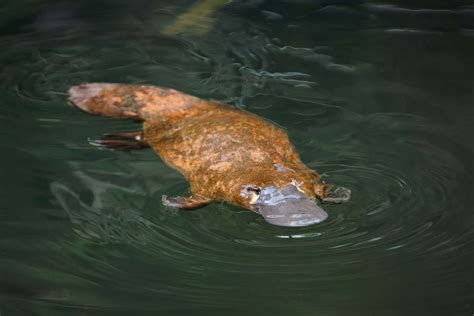 16 Unique Mammals with Bizarre Features - Rarest.org