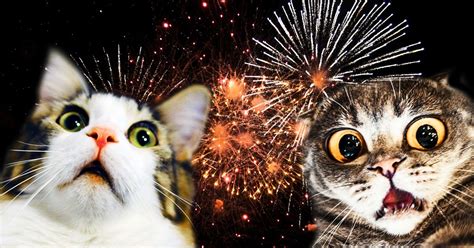 FEUERWERK Der Horror für Tiere Mirko Fuchs