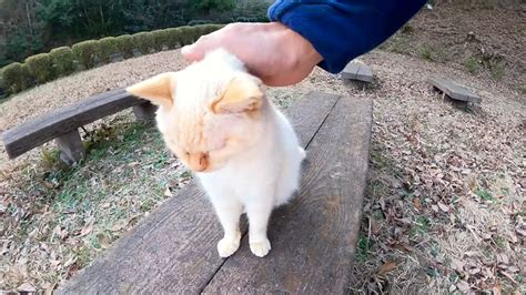 ベンチに野良猫がいたので隣に座ってナデナデしたら 喜んでゴロンゴロンと転がった♪ エウレカねこ部