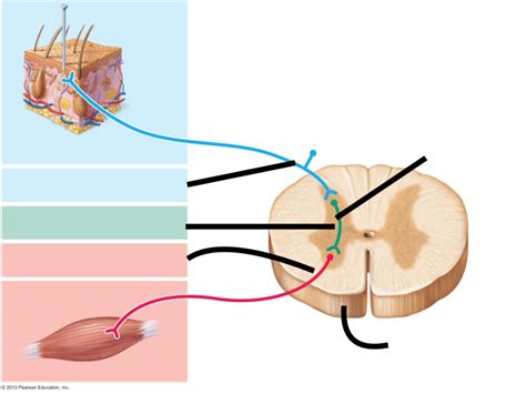 5 Steps of a Reflex arc Diagram | Quizlet