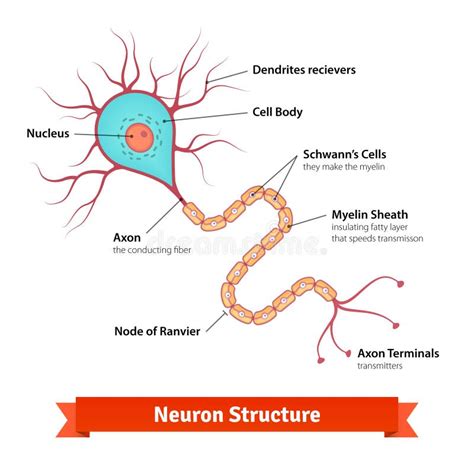 Brain Neuron Cell Diagram Stock Vector Image Of Nerve 63127688