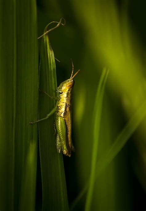 Portrait Of A Grasshopper Pixahive