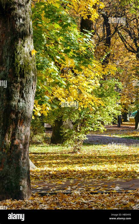 Autumn city park Stock Photo - Alamy