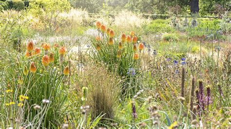 Best Drought Tolerant Plants Top Picks For Hot Dry Weather Gardeningetc