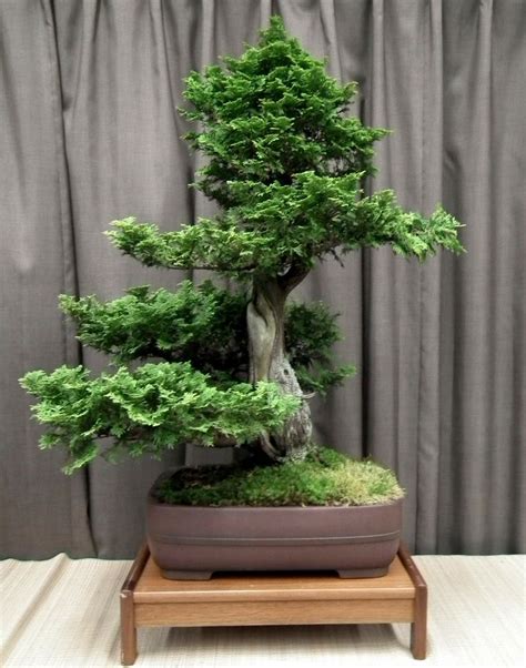 Bonsai Bonsai Tree Bonsai Plants Bonsai Tree Care