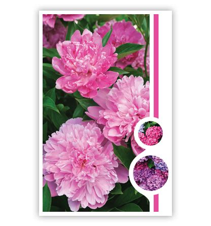 Roze Bloemen En 2 Cirkels PrimeurCards