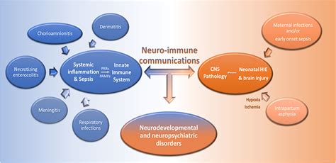 Frontiers Advantages And Limitations Of The Neonatal Immune System