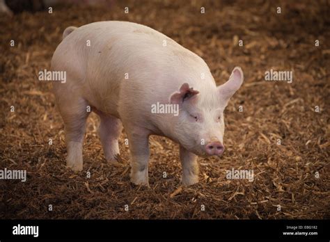 Iowa Hog Farm Hi Res Stock Photography And Images Alamy