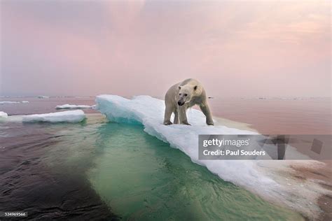 Polar Bear Hudson Bay Canada High-Res Stock Photo - Getty Images