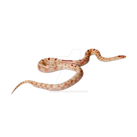 Snake Isolated On Transparent Background (9) by anavrin-stock on DeviantArt