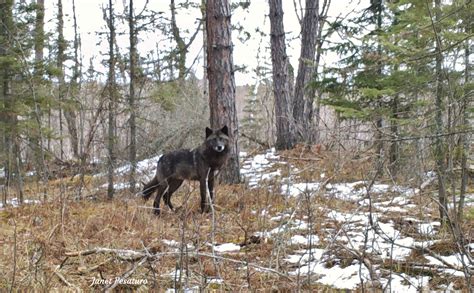 Wolf Coat Color Variation and the Immune System - Winterberry Wildlife