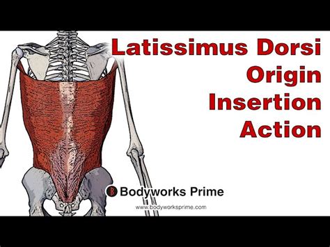 Latissimus Dorsi Insertion