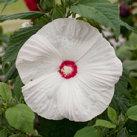 "Hibiscus Seeds Honeymoon White With Eye Hardy Hibiscus 50 Seeds ...