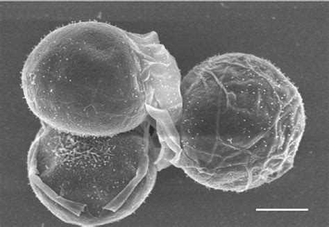 Chromerida The Malaria Like Organisms Living In Your Corals