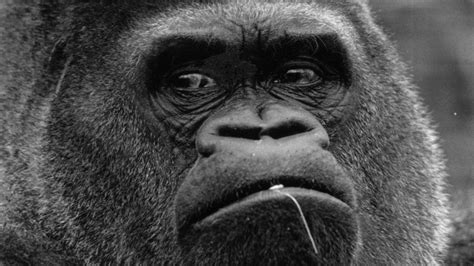 How Guy The Gorilla Became The Star Of London Zoo Bbc News