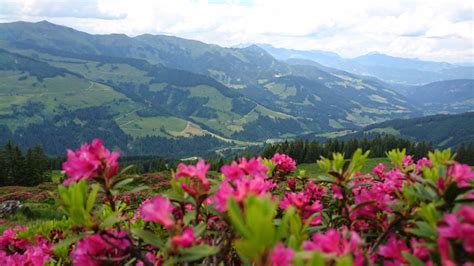 Almrosen C Wildschoenau Tourismus Gratis Bergbahnen Net