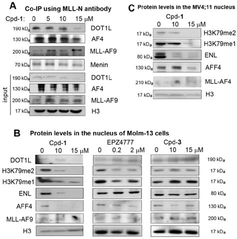 Cellular Assays Showing Cpd 1 Inhibited The Ppis Between Af9enl And