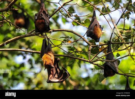 Nipah virus kerala bats hi-res stock photography and images - Alamy