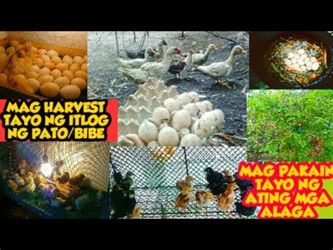 Update Sa Ating Incubator Mag Harvest Tayo Ng Itlog Ng Bibe