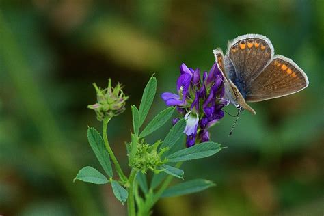 Schmetterling Wiese Natur Kostenloses Foto Auf Pixabay Pixabay