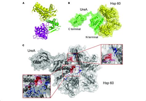 The Interaction Analysis Between Urea And Hsp60 By Molecular Docking