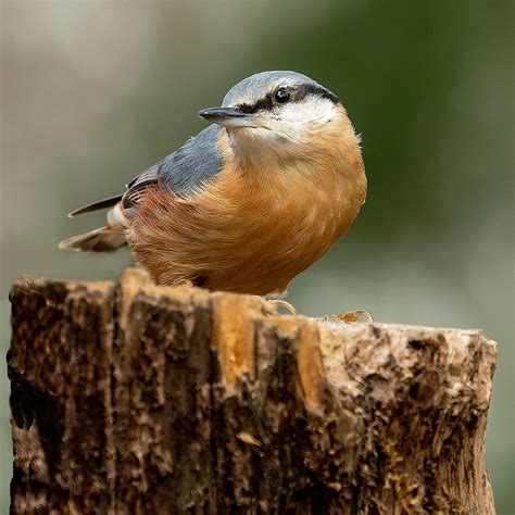 Bird Nuthatch Ornithology Eurasian - Free photo on Pixabay