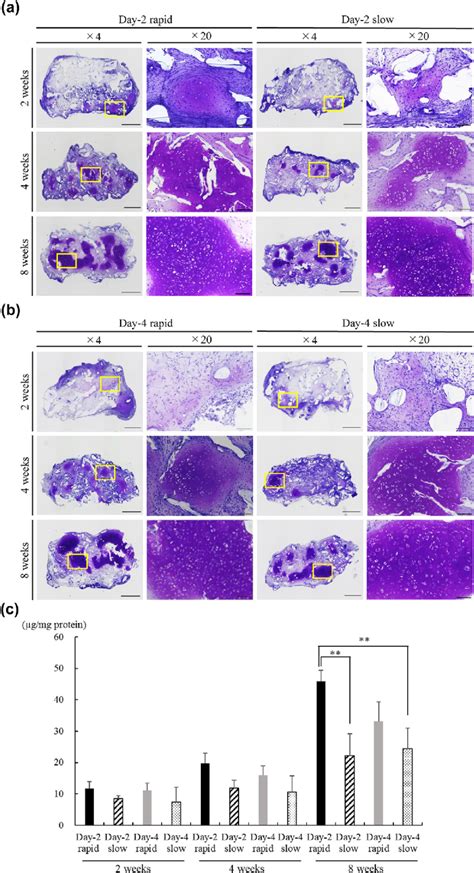 Evaluation Of Cartilage Regeneration In Vivo A And B Histological