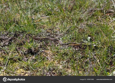 Red garter snake — Stock Photo © Devon #193831988