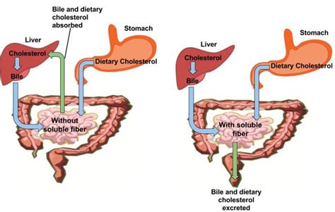 76 Digestion And Absorption Of Lipids Principles Of Human Nutrition