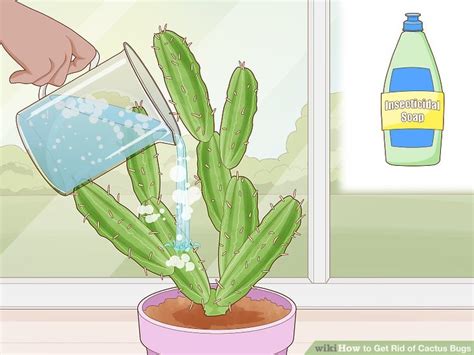 3 Simple Ways To Get Rid Of Cactus Bugs Wikihow