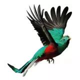 Quetzal Resplendissant P Mocinno Tout Savoir Sur Lui