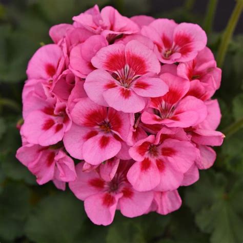 Pelargonium X Hortorum Fantasia Lavender Sizzle Zonal G Siteone