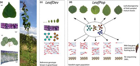 Populus tremula leaf physiology and morphology. (a) Representative... | Download Scientific Diagram