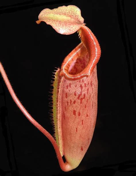 Nepenthes Veitchii X Lowii X Mira Assorted Clones Be 3