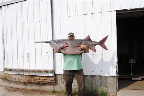 Largest Fish ever caught in South Dakota - My Fishing Partner