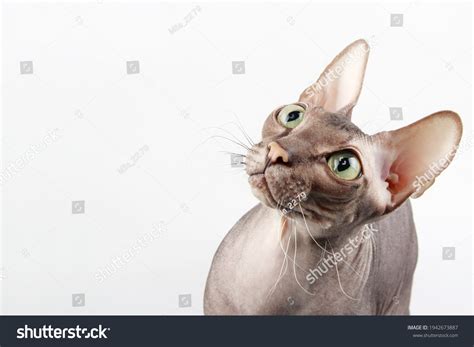 Naked Sphinx Cat Green Eyes Looks Stock Photo 1942673887 Shutterstock