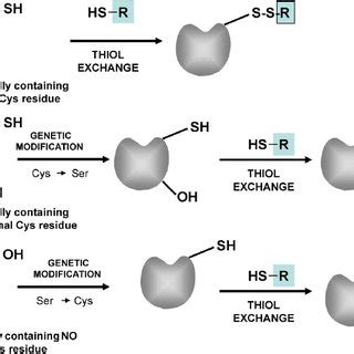 Advantages Of Chemical Modification Of Proteins On Solid Phases