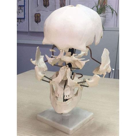 https://artswikipedia.com/store/Human-skull-parts-(16-pieces)-Human ...