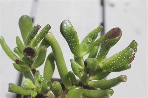 White Spots On Your Jade Plants No Worries Sucs For You