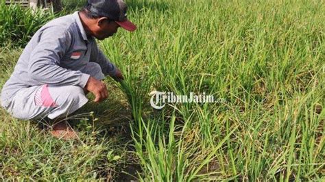 Keluh Petani Di Lumajang Terancam Gagal Panen Pilih Cabut Padi Untuk