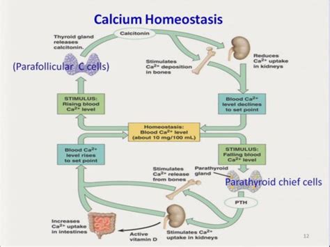 Calcium Homeostasis Flashcards Quizlet