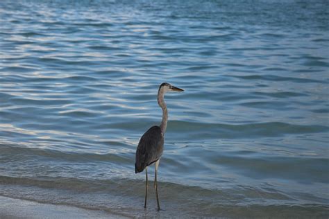 Seabird Sea Island Beach The Cote - Free photo on Pixabay