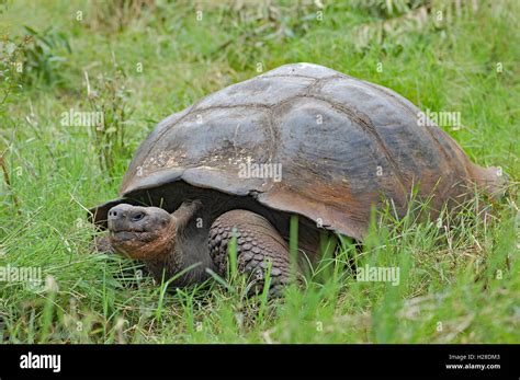 Tortuga Gigante En Su Hábitat Natural En La Isla Santa Cruz Galápagos