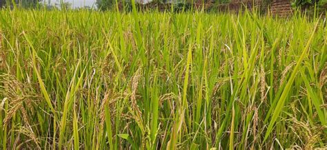 Paddy Farming of India.Ready Paddy Crop. Most Popular Grain of India ...