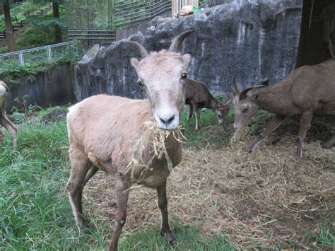 ある日の休園日の朝オオきなツノのヒツジの日記｜ブログ金沢動物園公式サイト｜公益財団法人 横浜市緑の協会